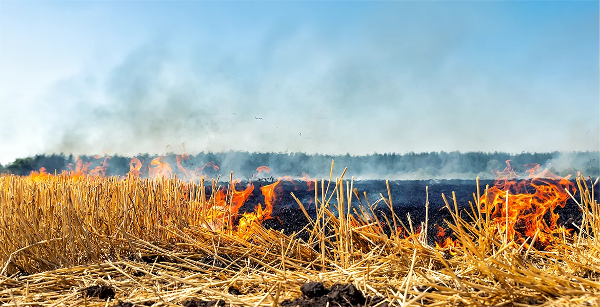 AdobeStock_375472534 - Wiesenbrand, 1170 x 600 px